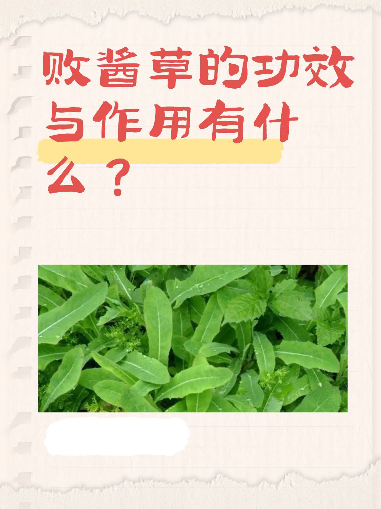 败酱草的功效与作用(白花蛇舌草的功效与作用)-第1张图片