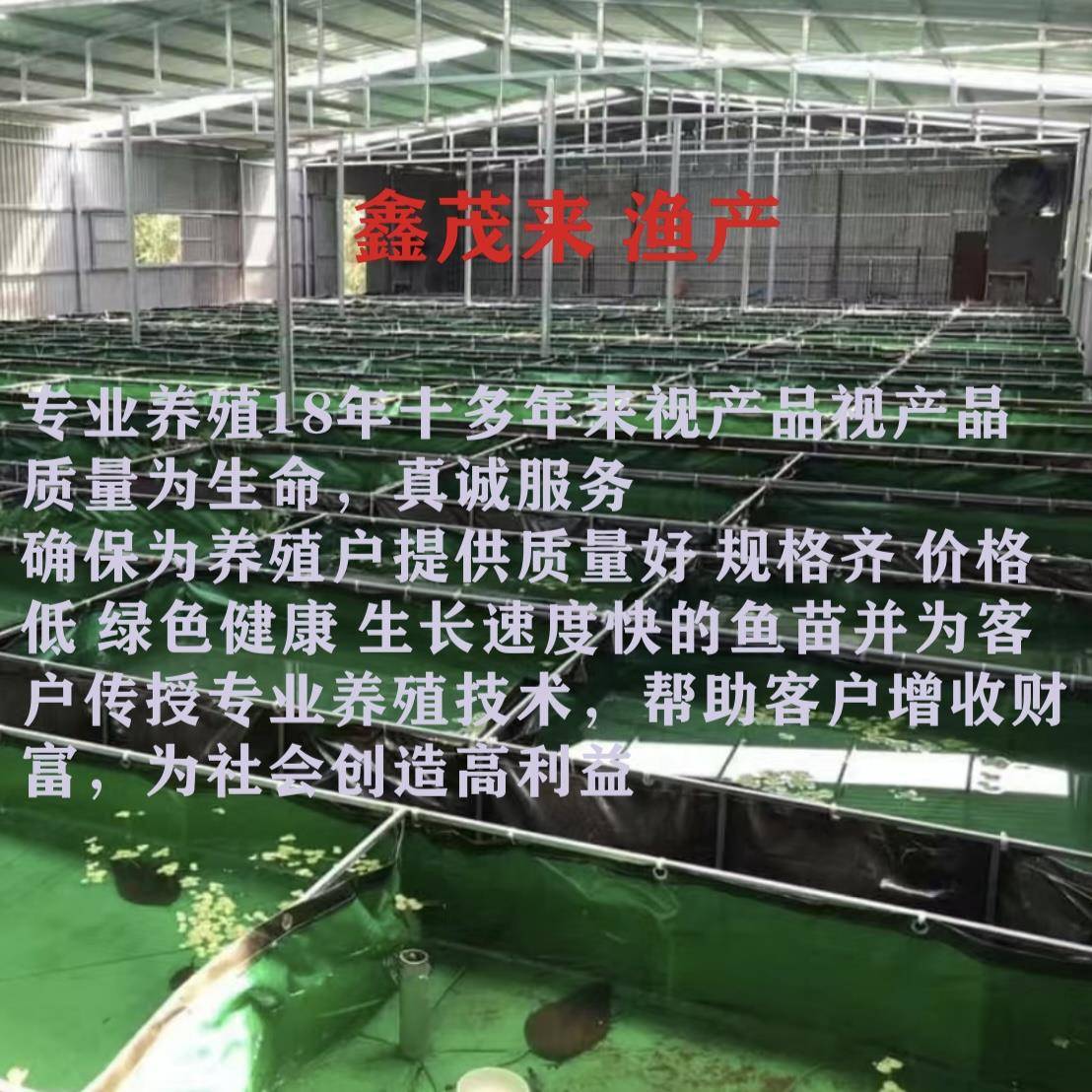 鳡鱼怎么做好吃/鳡鱼好吃吗-第1张图片