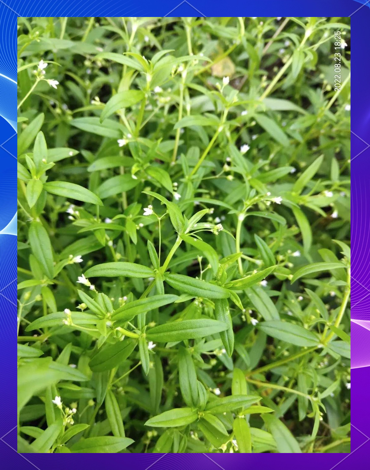 败酱草的功效与作用(白花蛇舌草的功效与作用)-第2张图片