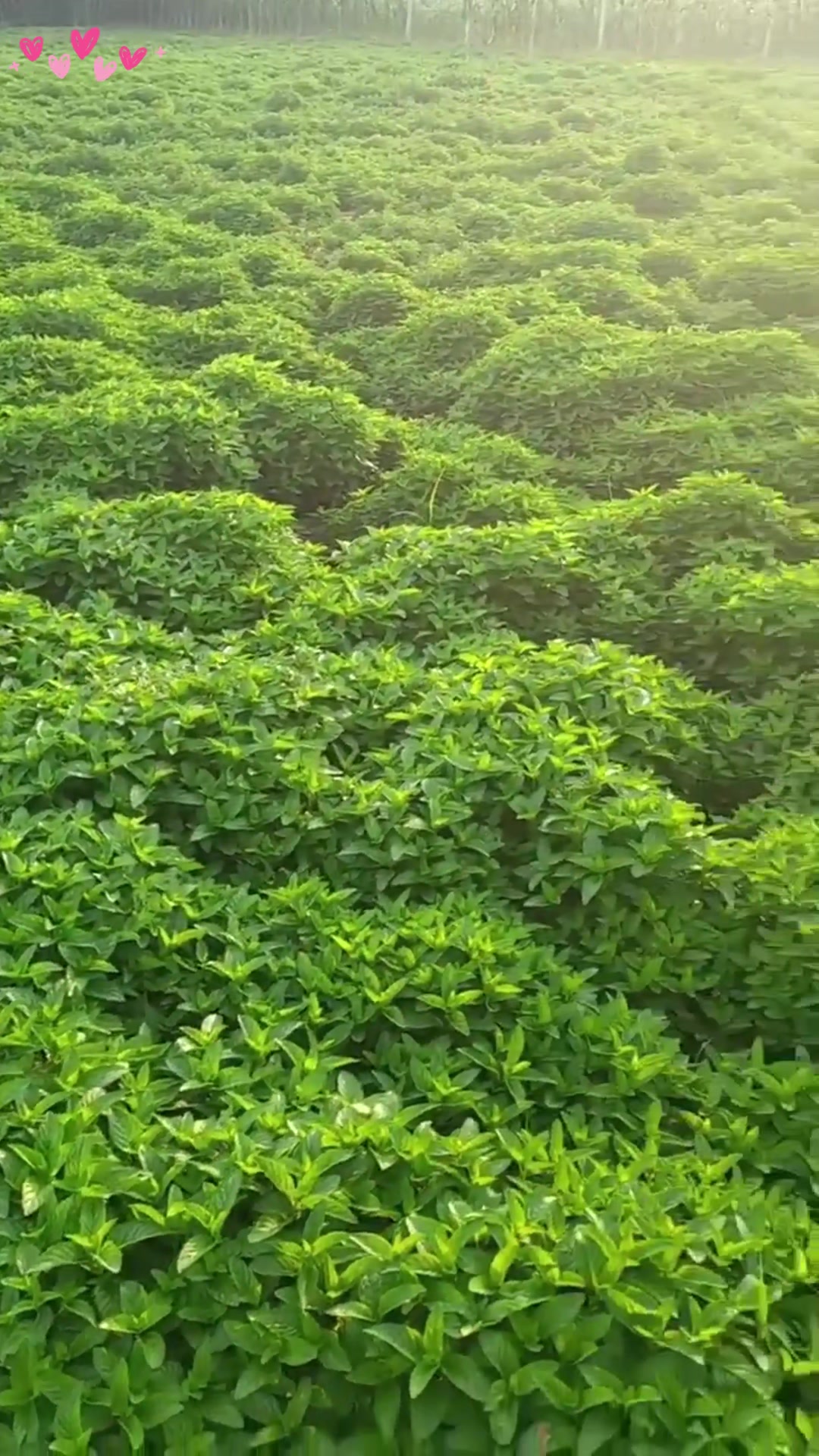 十香菜的功效与作用/十香菜的功效与作用与主治-第1张图片